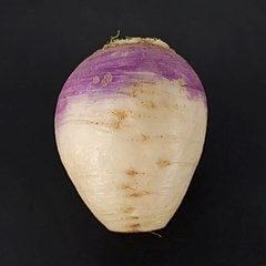 Turnip